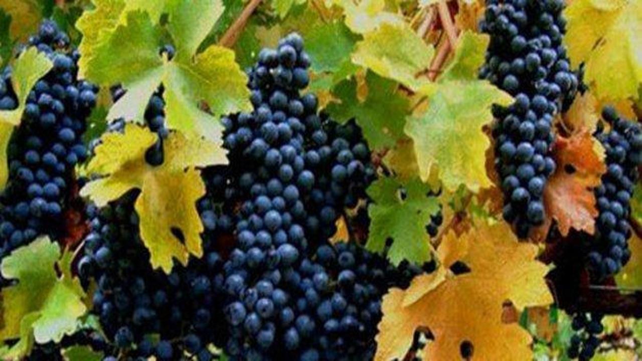 T&uuml;rk &uuml;z&uuml;m&uuml; imajına İran tehdidi