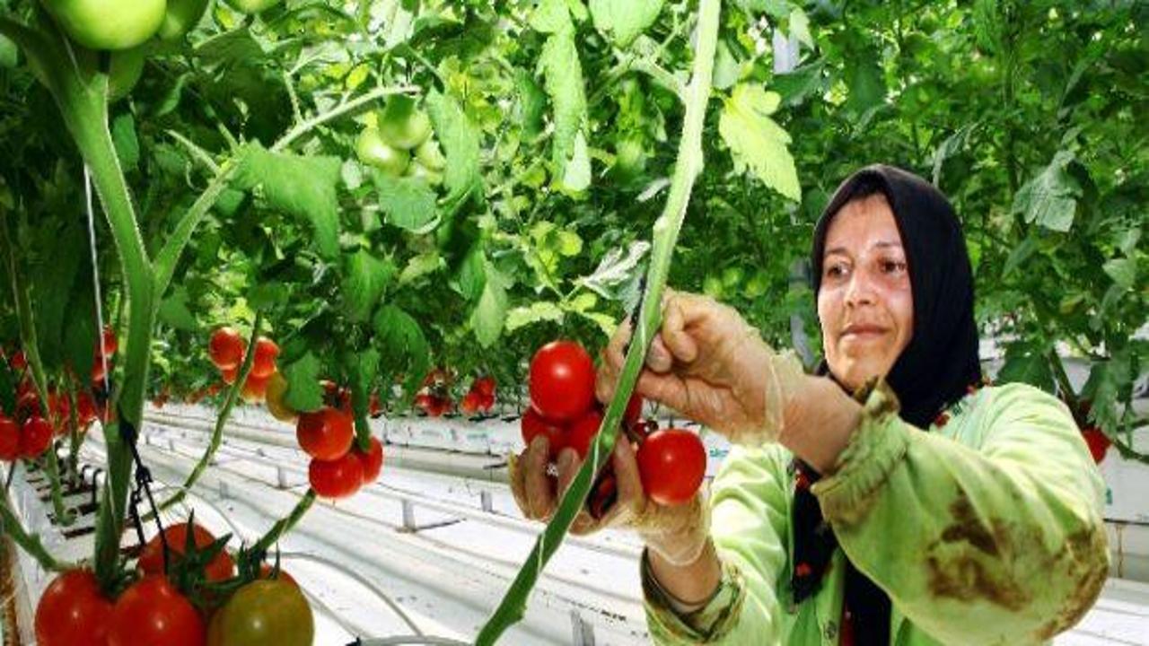-35 dercede domates üretiyorlar