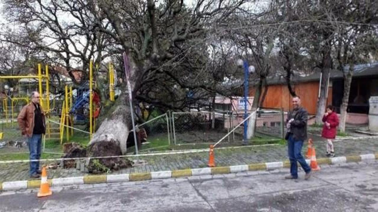 3 asırlık dev ağaç çocuk parkına devrildi!