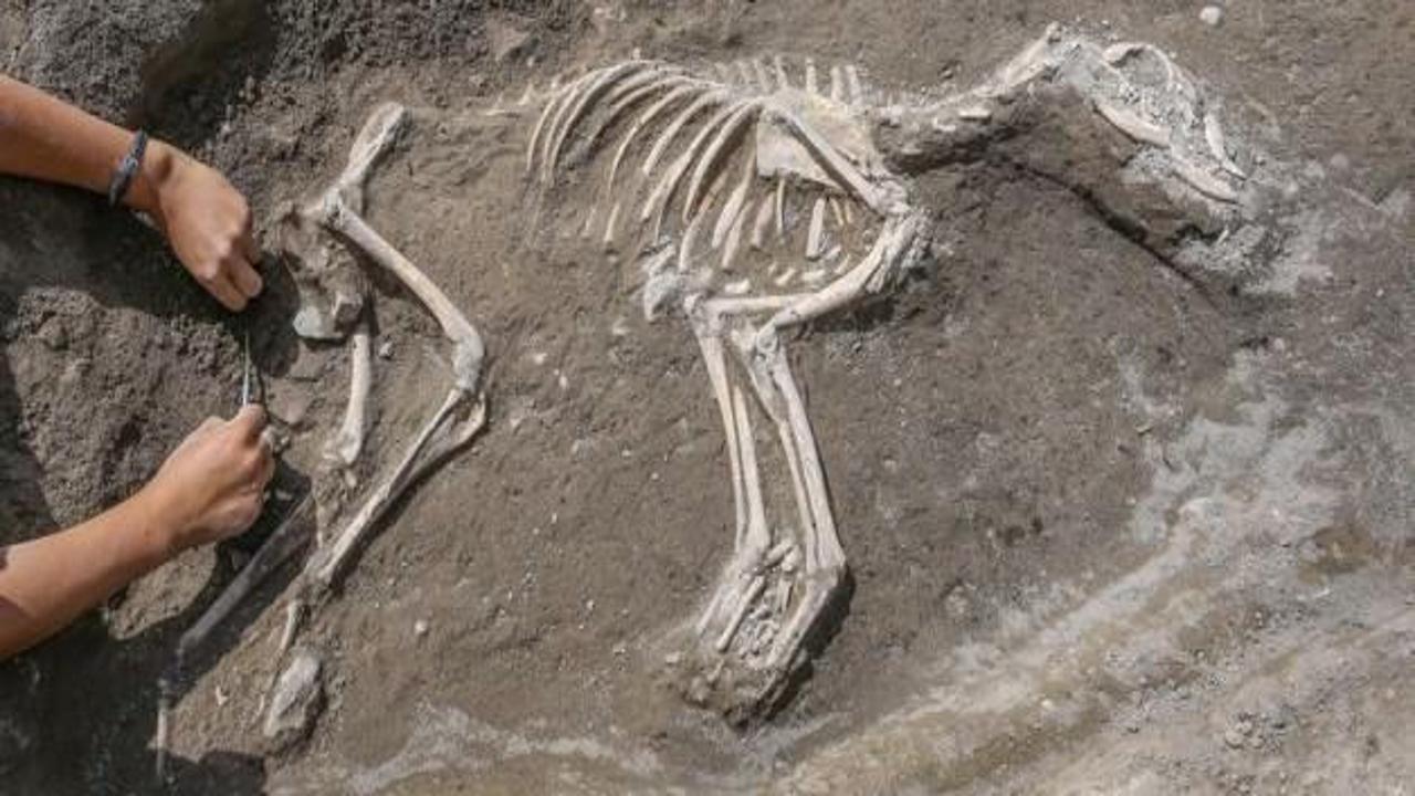 3 bin yıllık köpek iskeleti bulundu