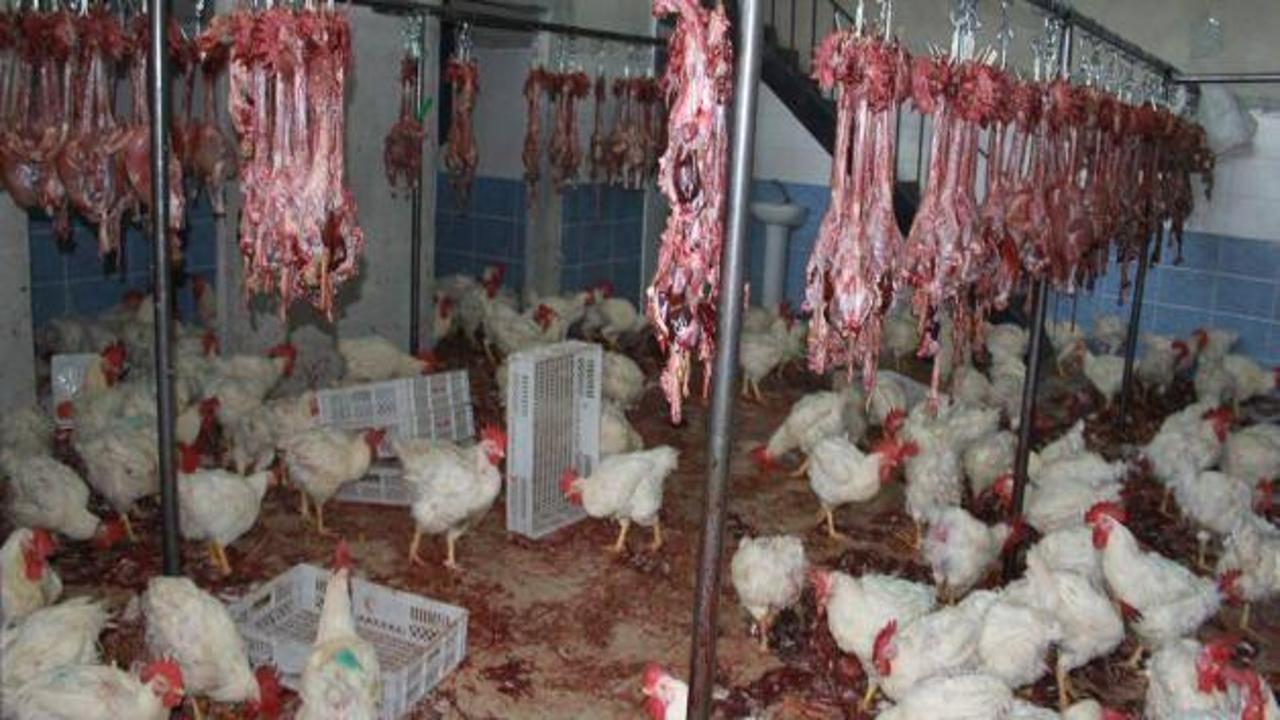 Şanlıurfa'da 2,5 ton tavuk eti imha edildi