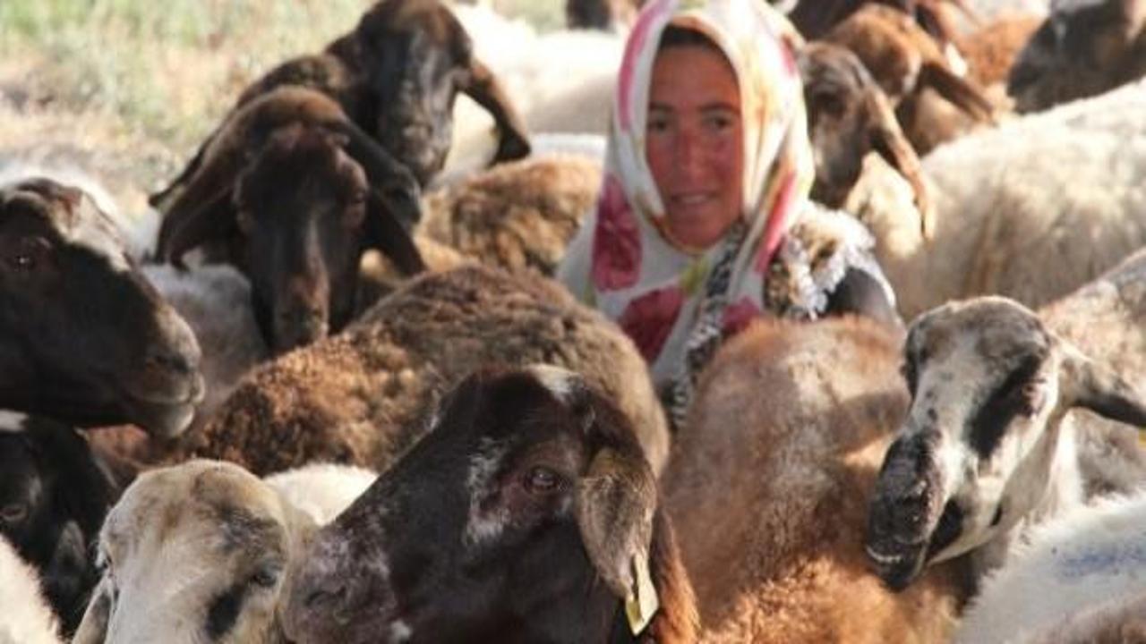 4 bin lira maaşla çoban aranıyor