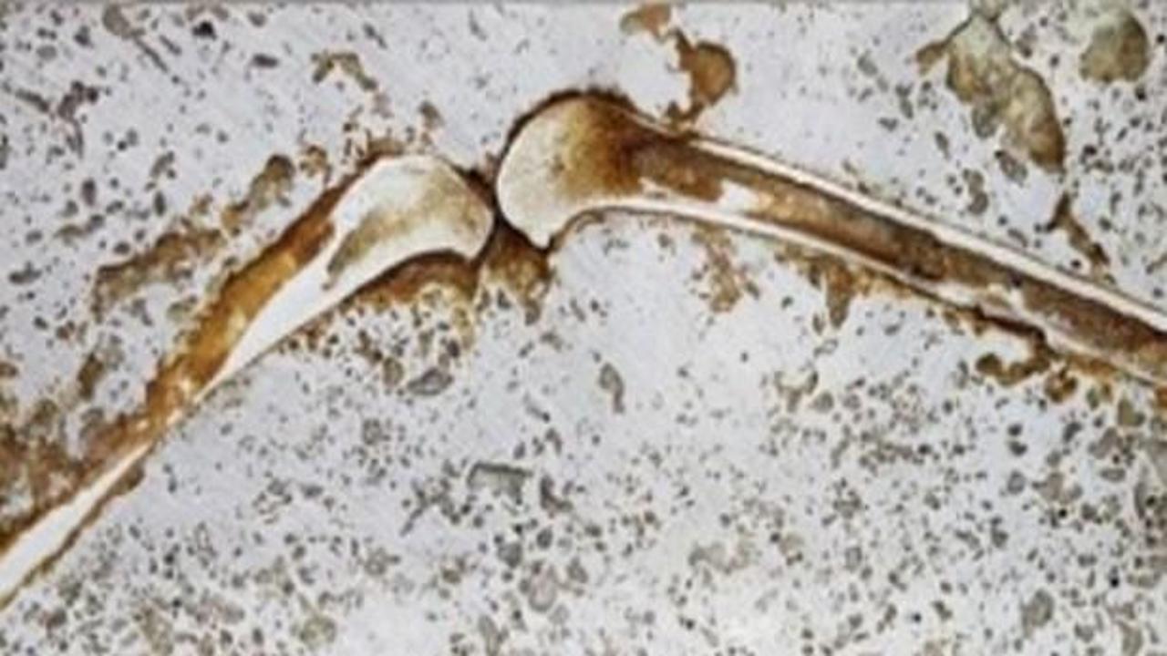 55 milyon yaşındaki primat fosili bulundu