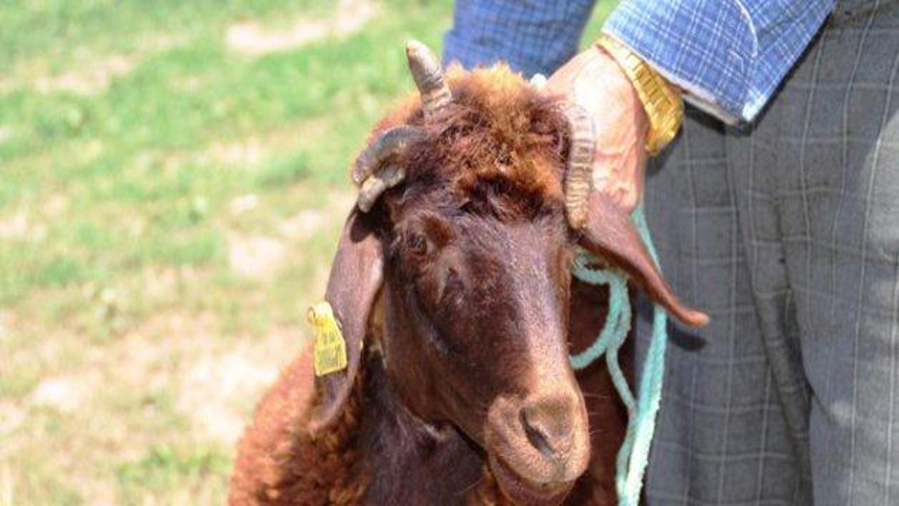 5 boynuzlu koyun g&ouml;renleri şaşırttı