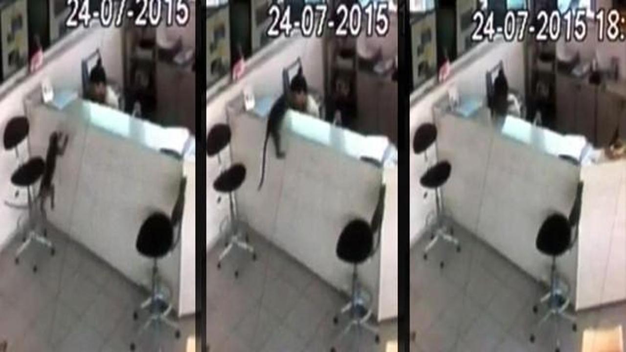 İşyerinde çalışan kadına maymun saldırdı