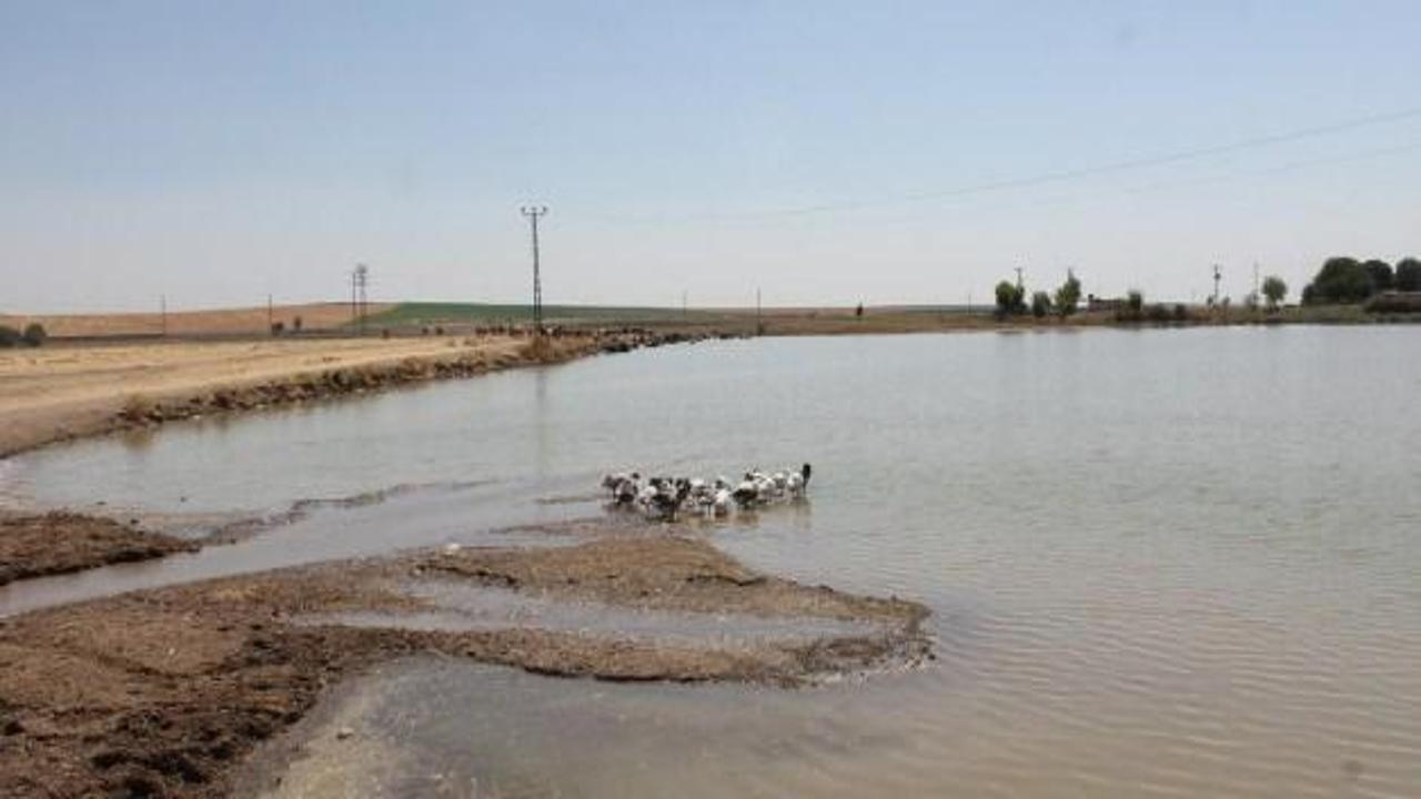 Gölete akan ilaçlı suyun hayvanlara zarar verdiği iddiası