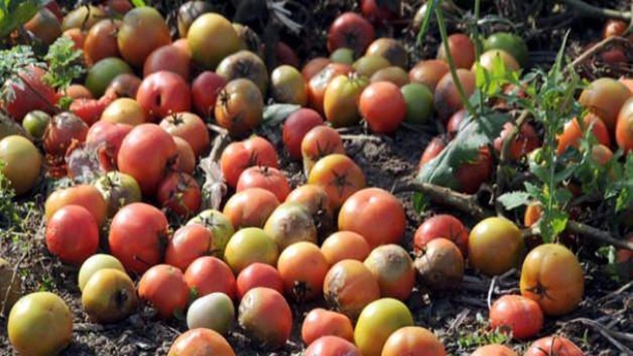 60 ton domates tarlada çürümeye bırakıldı