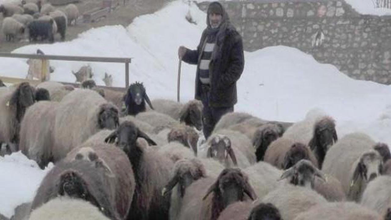 60 yıldır çobanlık yapıyor