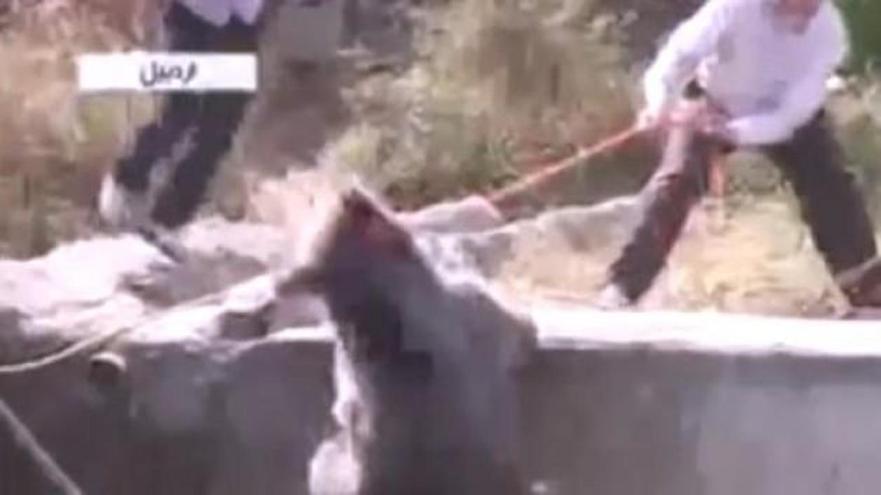 İran'da ayı kurtarma rezaleti