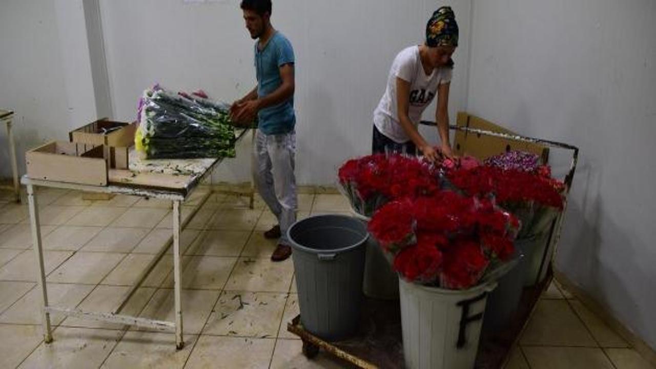 Rusya'nın Hollanda ambargosu Türk çiçekçilerine yarayacak