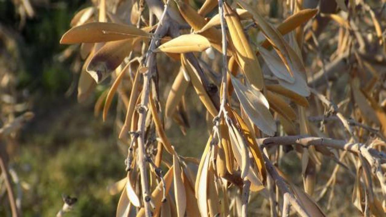 Karacasulu çiftçi kuruyan zeytin ağaçlarını söküyor