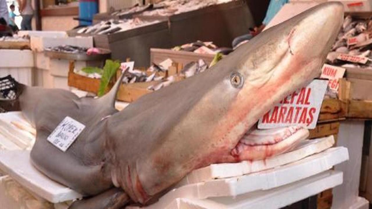 Adana'da köpek balığı yakalandı