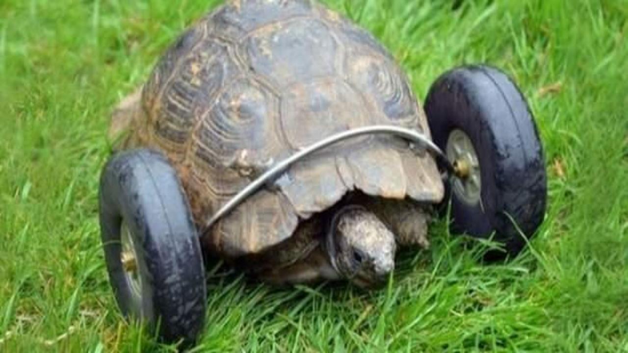 90 yaşındaki kaplumbağaya protez bacak takıldı