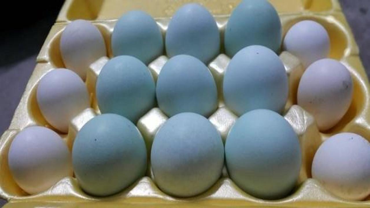 Yanlış görmediniz! Bu tavuklar mavi yumurtluyor