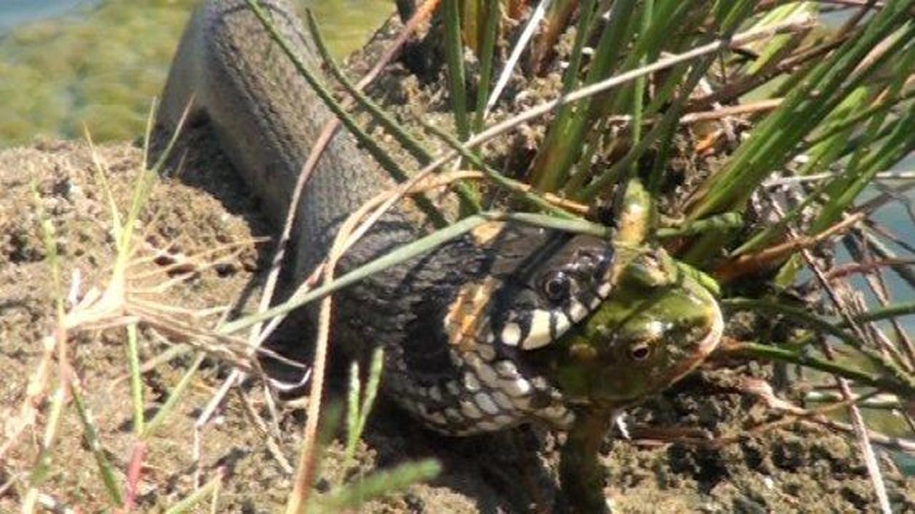 Su yılanı kurbağayı saniyede yuttu