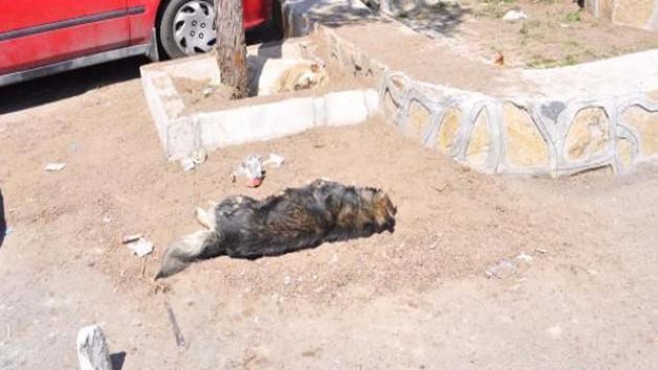 İzmir'de zehirli gıdayla köpekleri katlettiler