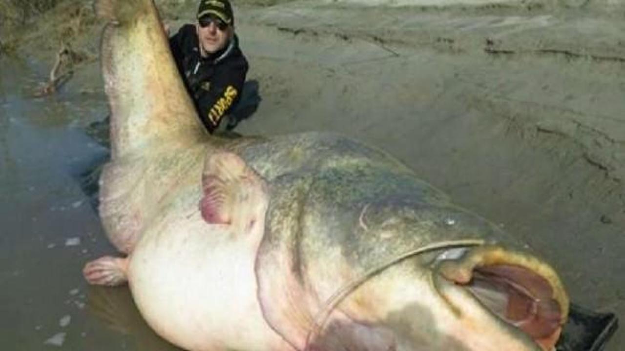 127 kiloluluk dev yayın balığı yakaladılar