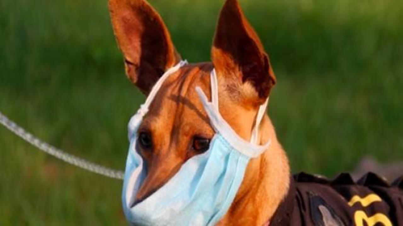 ABD'de "köpek gribi" alarmı