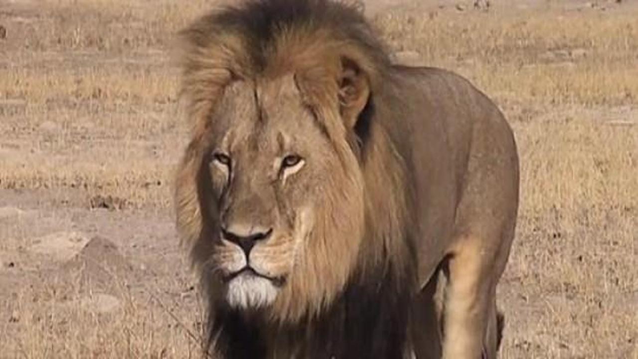 Afrika'nın en ünlü aslanı öldürüldü