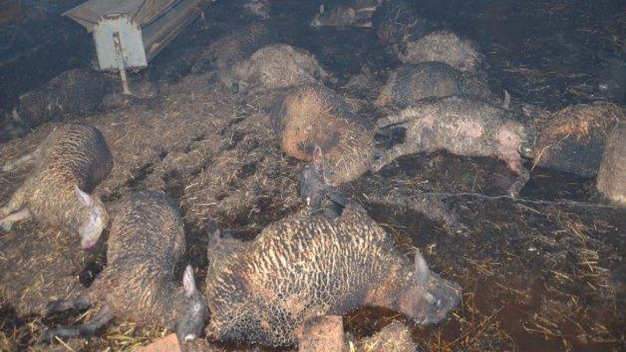 Ağıl'da &ccedil;ıkan yangında 150 koyun telef oldu