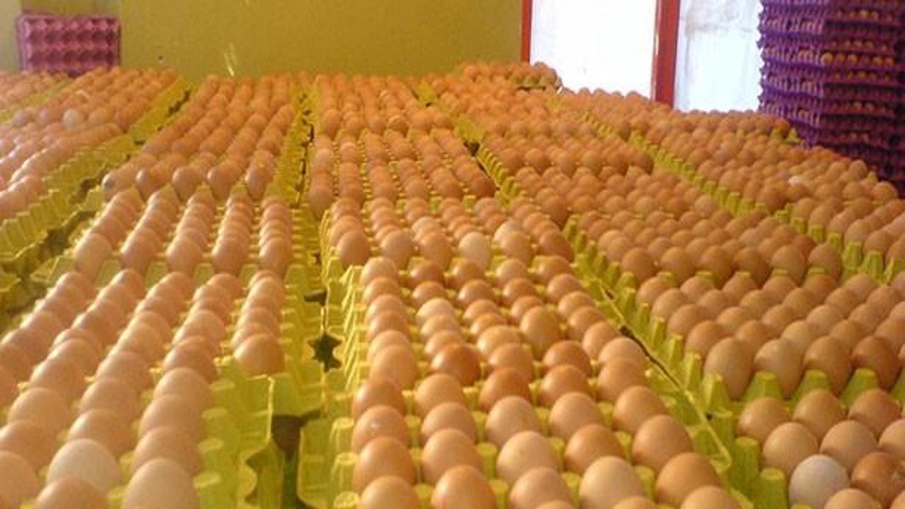 Tavuklar günde 3 kez yumurtlatılabilir mi?