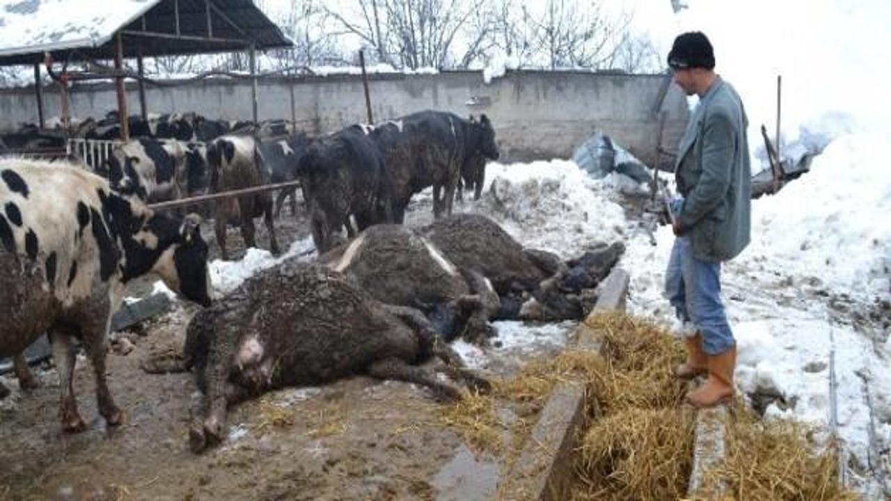Ahırın tavanı &ccedil;&ouml;kt&uuml; 8 sığır telef oldu