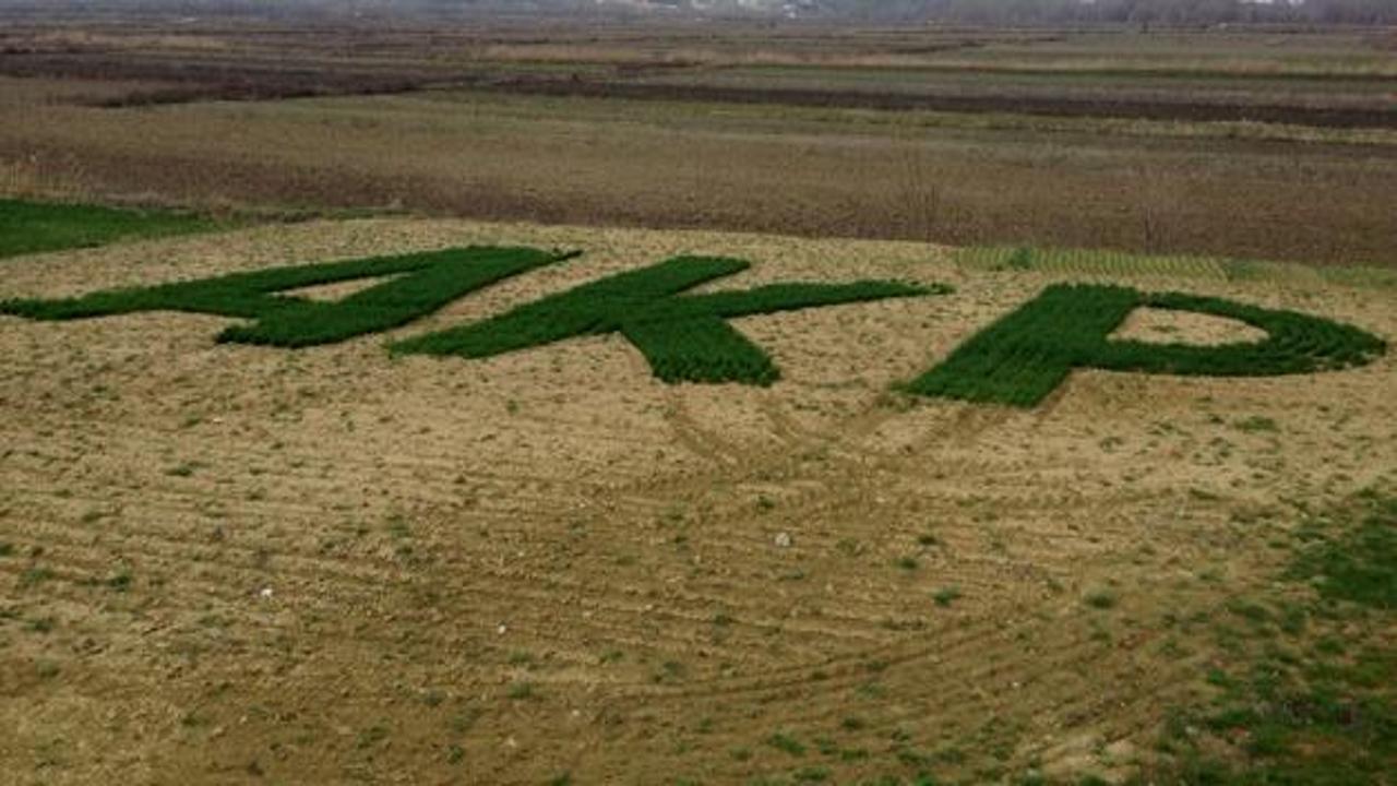 AK Parti sevgisi tarlada yeşerdi