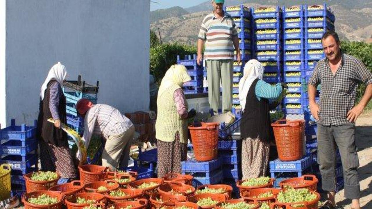 Alaşehir'de ilk sezon üzüm hasadı başladı