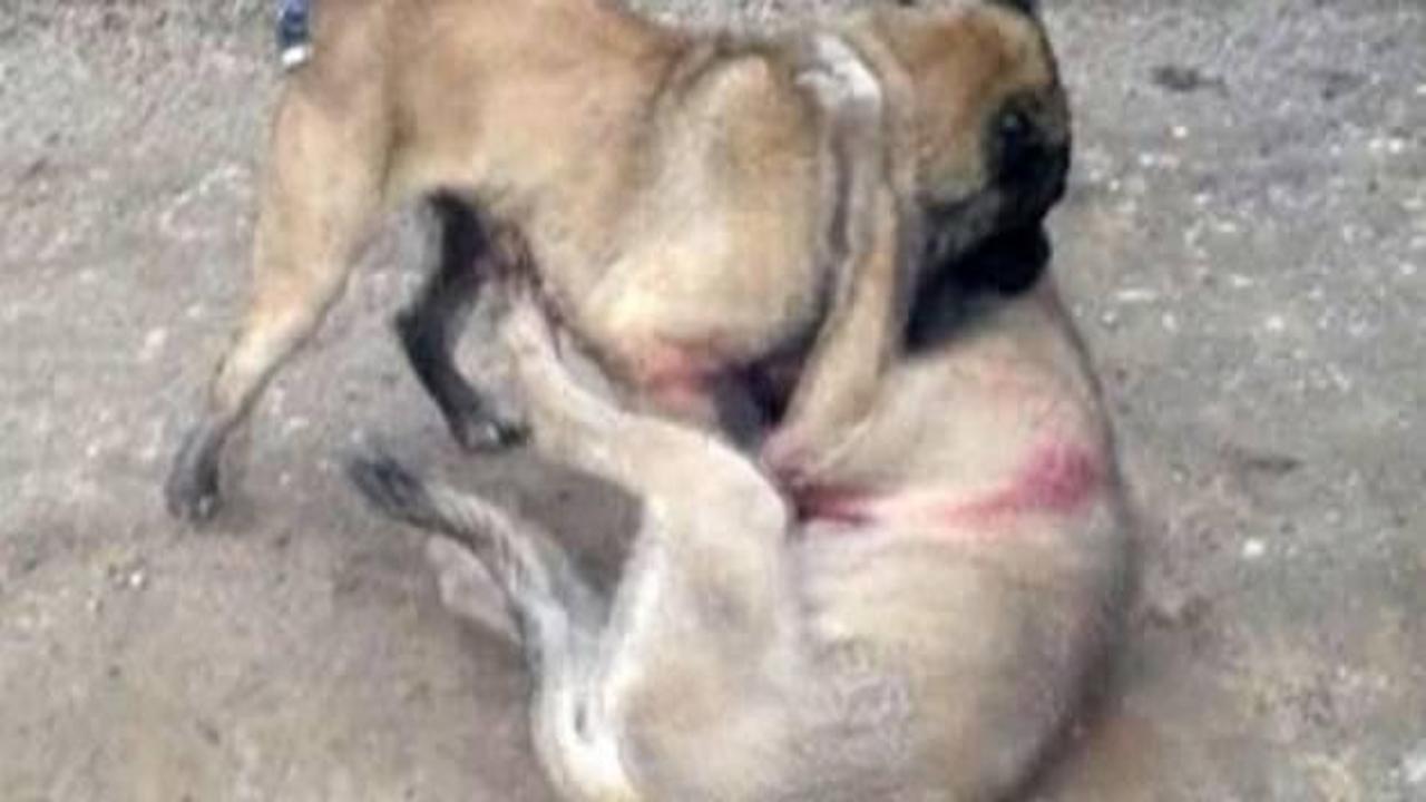 Ankara'da köpek dövüşü baskını