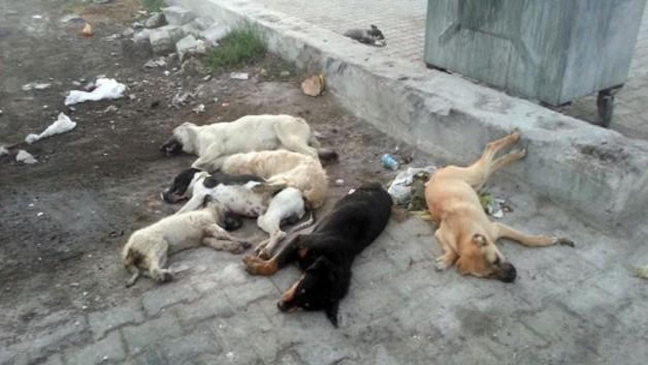 Antalya Korkuteli'nde köpek katliamı