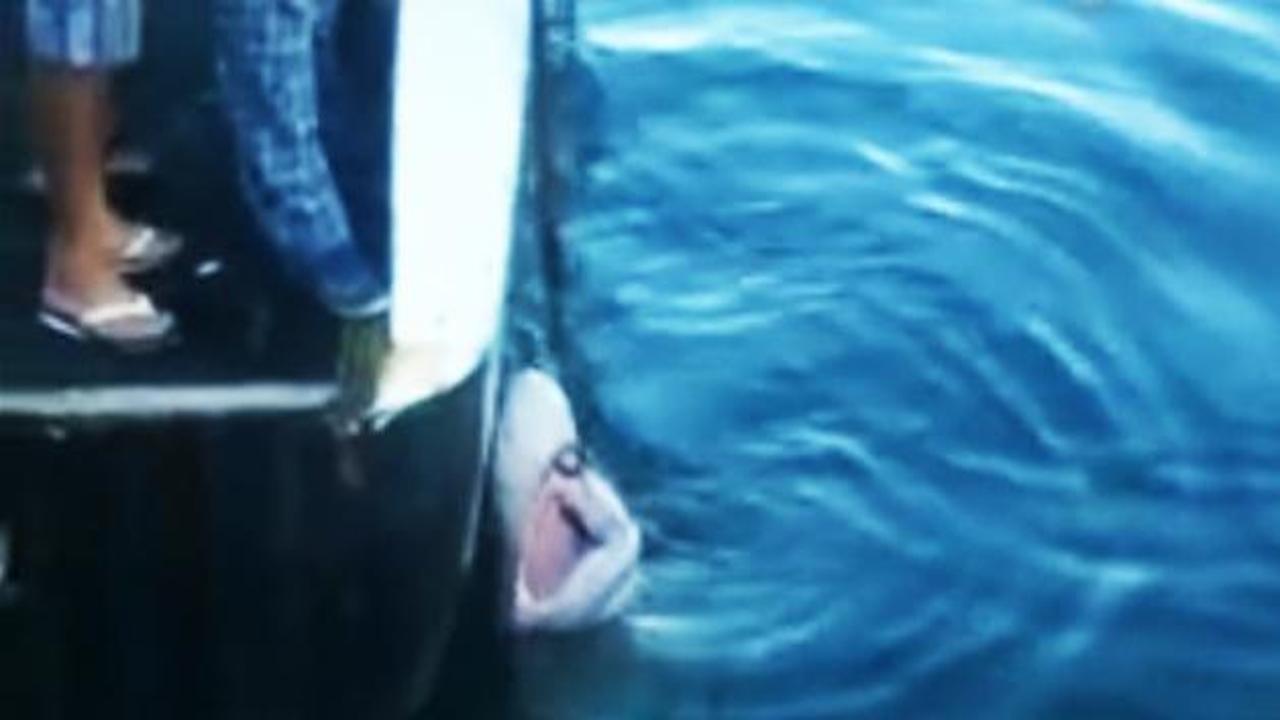 Antalya'da 2 metrelik köpek balığı!