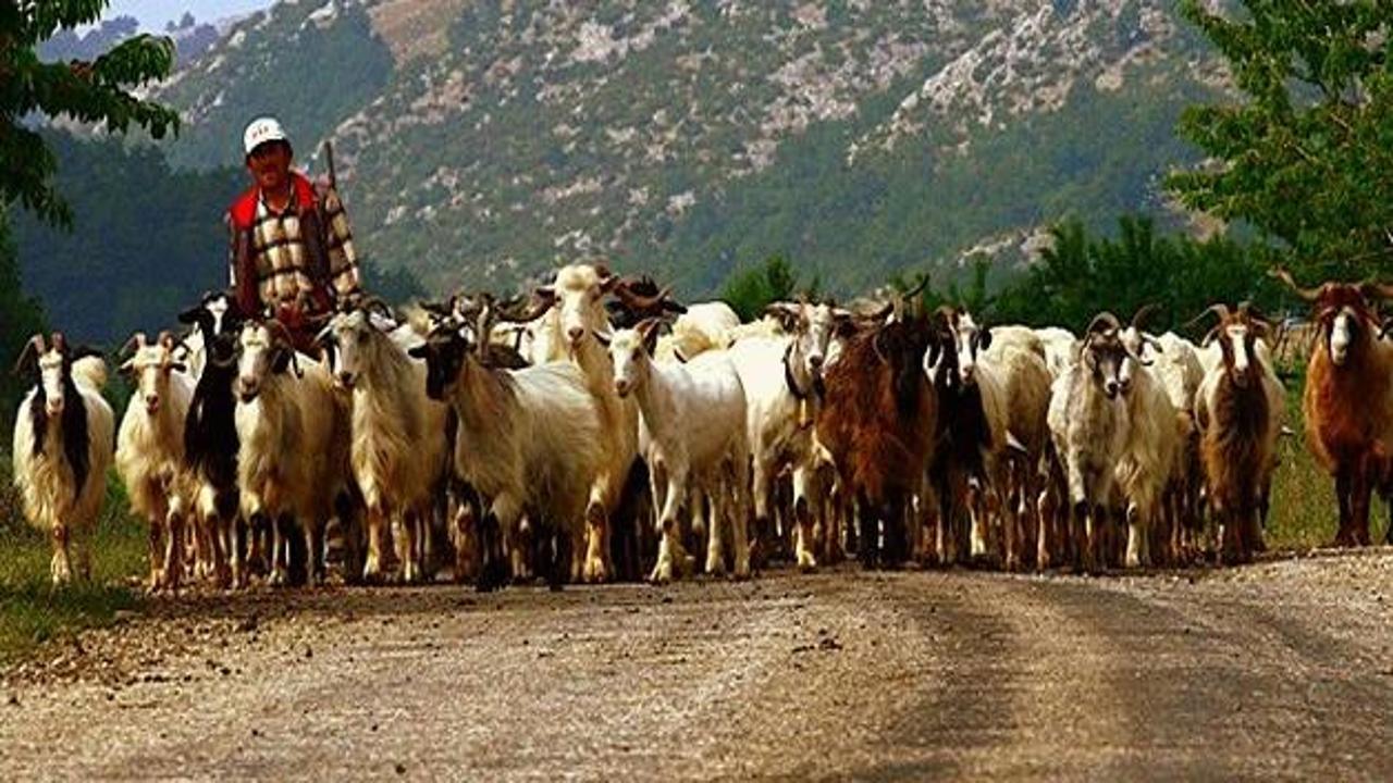 3 bin lira maaşla çoban bulamıyor