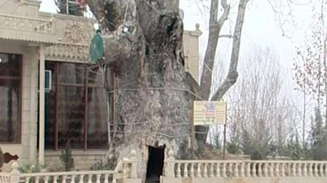 Asırlık &ccedil;ınarın i&ccedil;inde bakın ne var ?