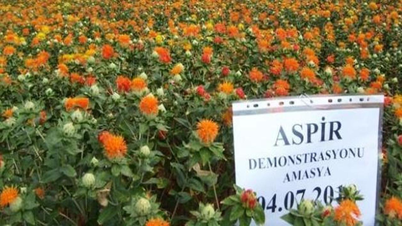 Aspir desteği üretimi katlayacak