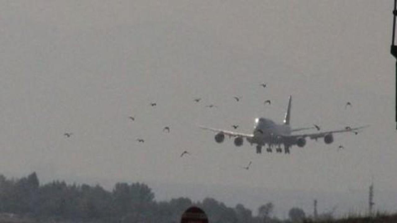 Atatürk Havalimanı'nda ölü kuş paniği