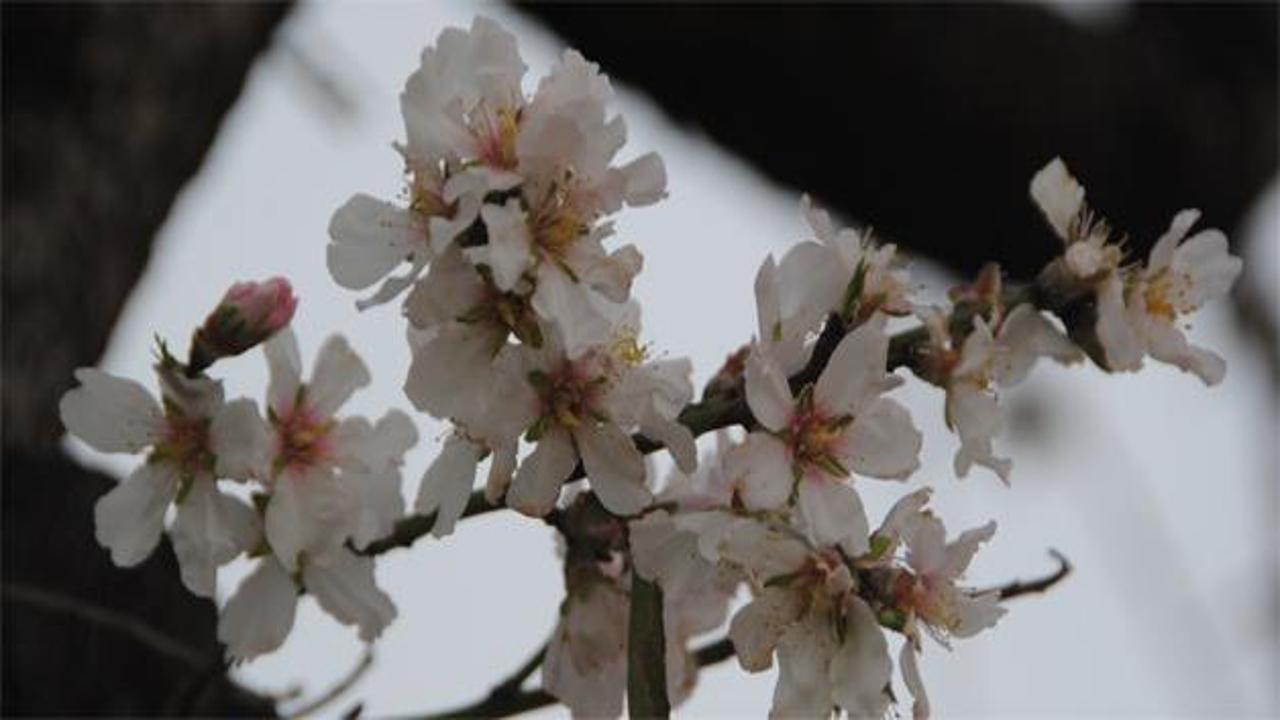 Baharın müjdecisi badem ağaçları çiçek açtı