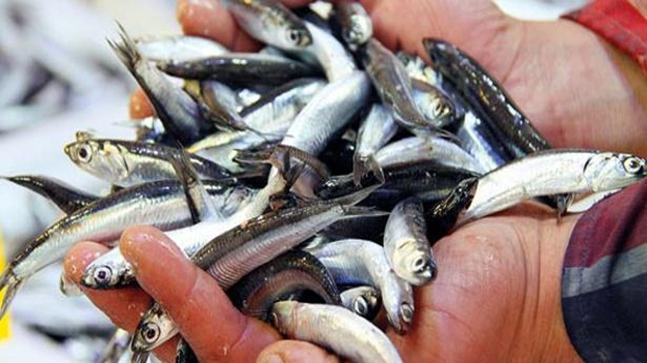 Balık fiyatlarında büyük düşüş