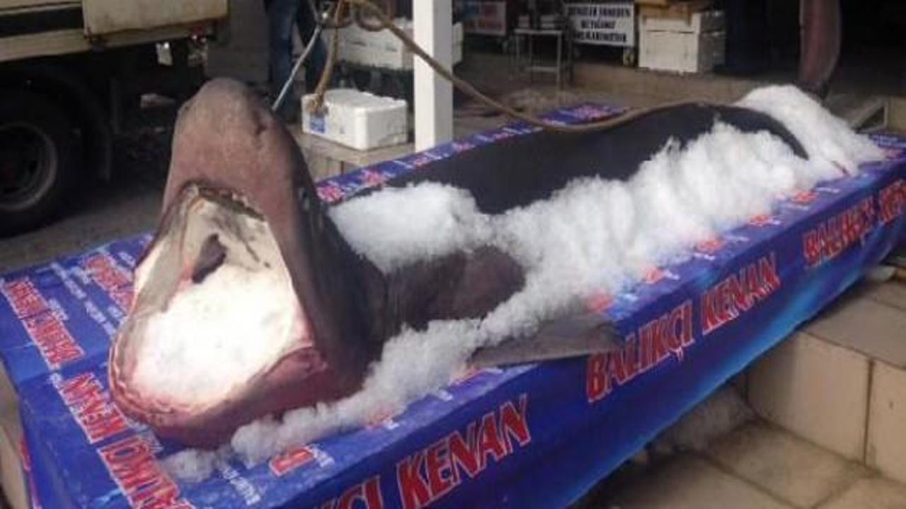 Beylikdüzü'nde 1 tonluk köpek balığı yakalandı