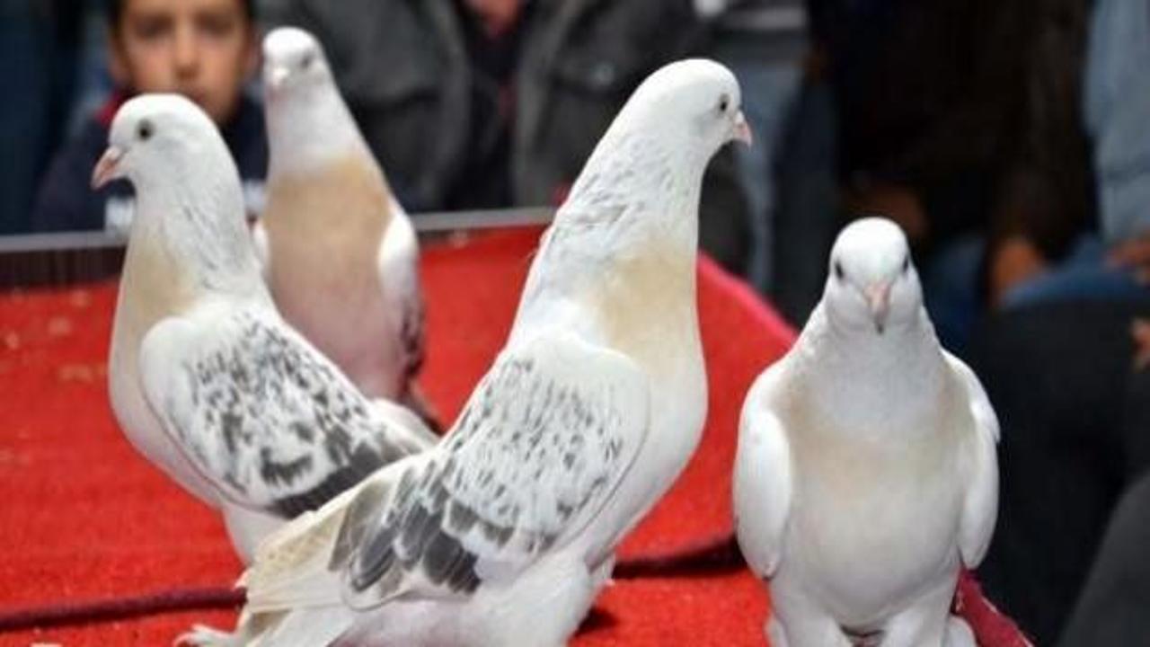 Bir çift güvercin tam 19 bin TL'ye satıldı