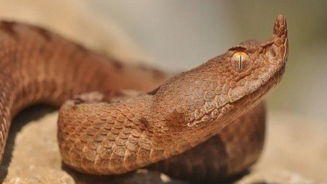 Boynuzlu engerek yılanı ilk kez görüldü