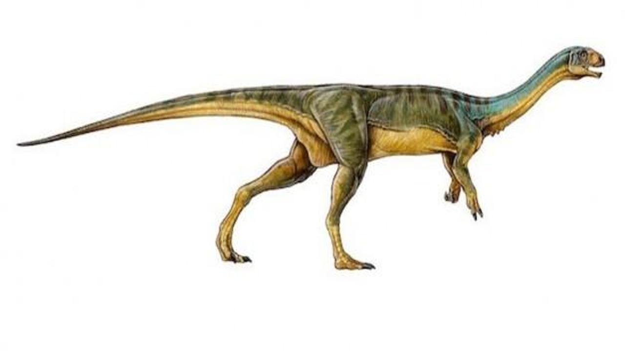 Boynuzlu ve gagalı dinozor keşfedildi