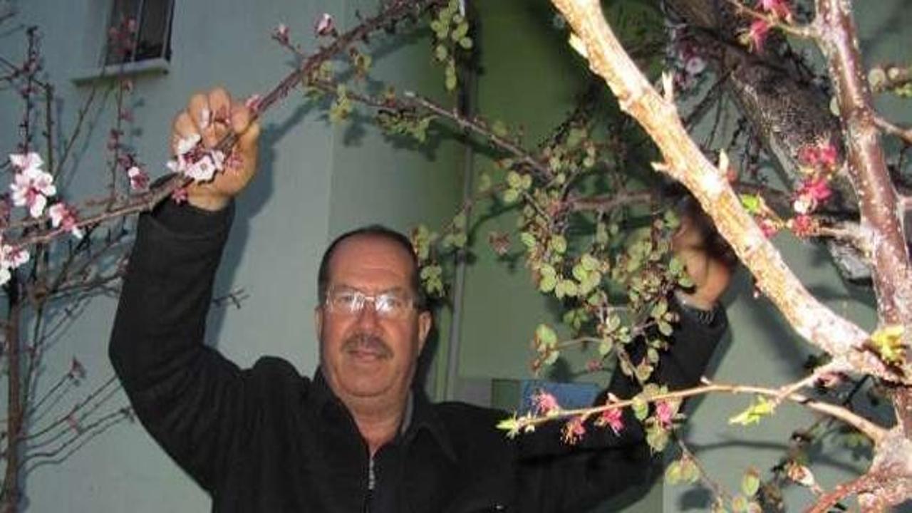 Bu ağa&ccedil; 6 &ccedil;eşit meyve veriyor