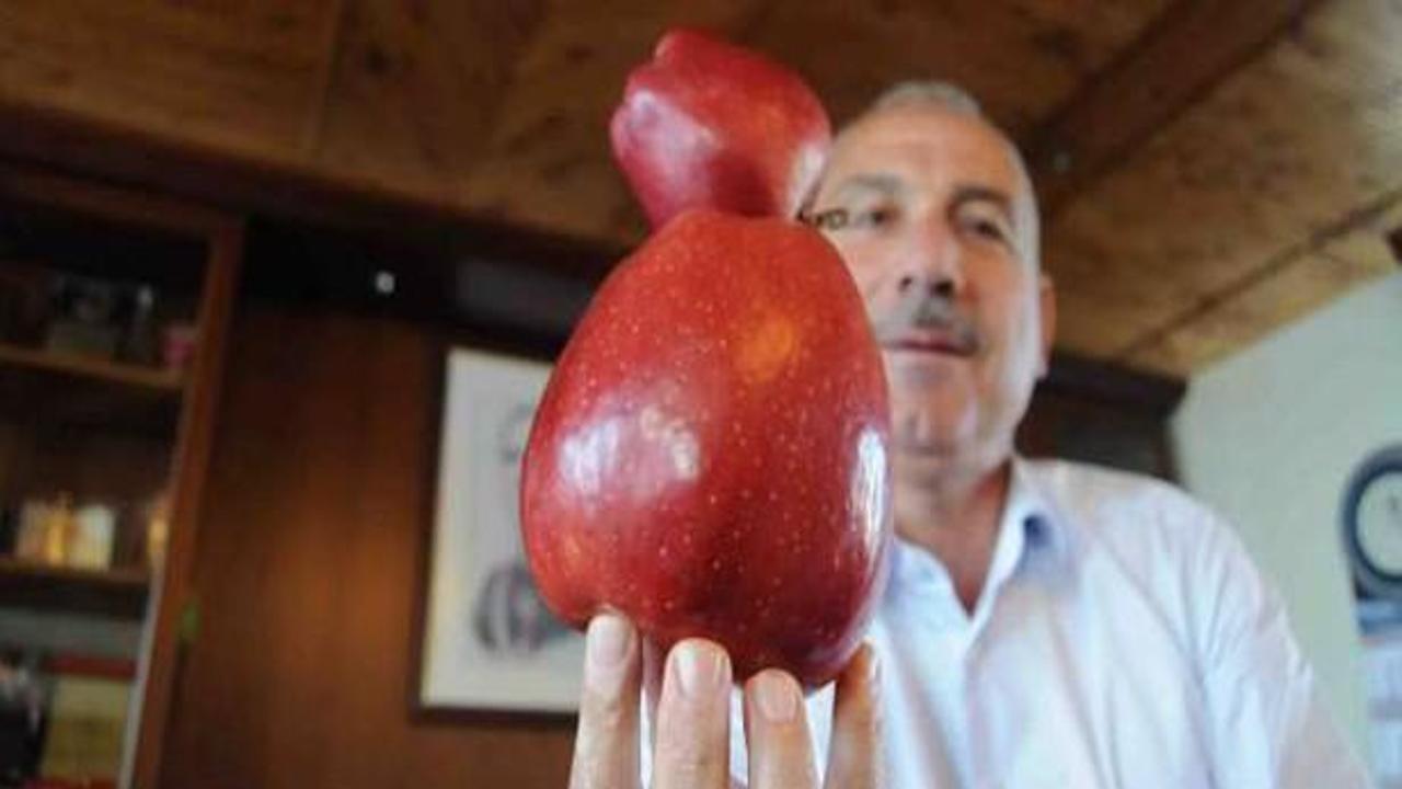 Bu elma görenleri hayrete düşürüyor