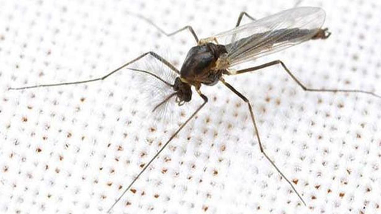 Şok gerçek: Sivrisinekten biyolojik silah