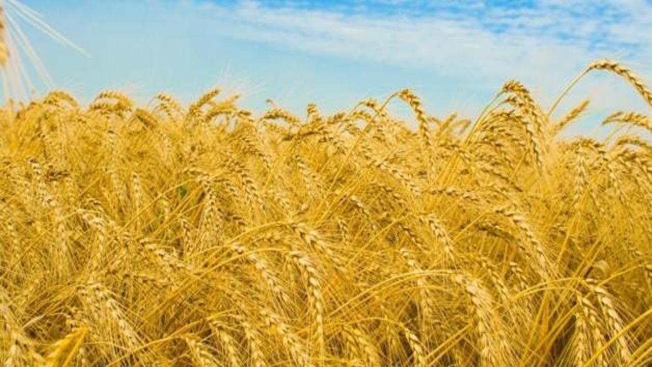 Buğday Çukurova'da üreticinin yüzünü güldürdü