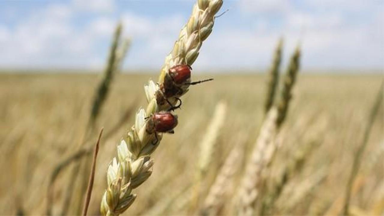 Buğday tarlaları bambu böceği tehdidi altında