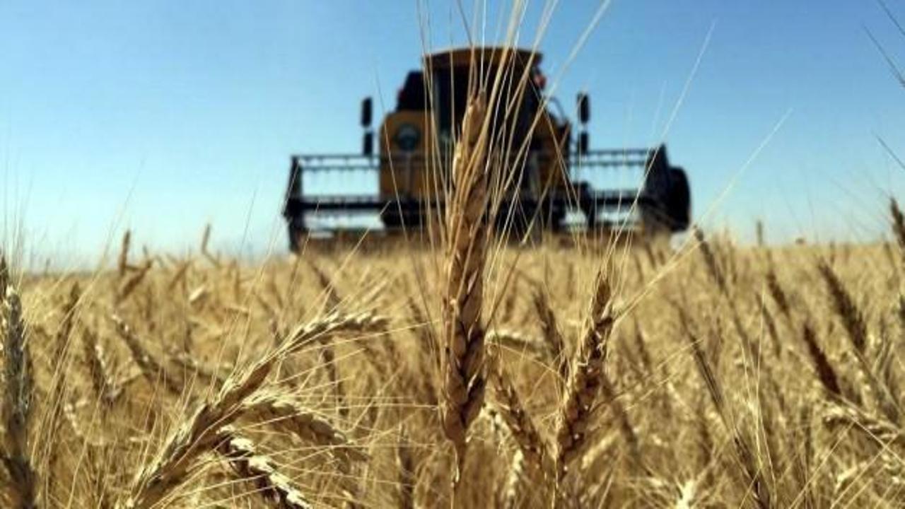 Buğday üretiminde rekor artış bekleniyor