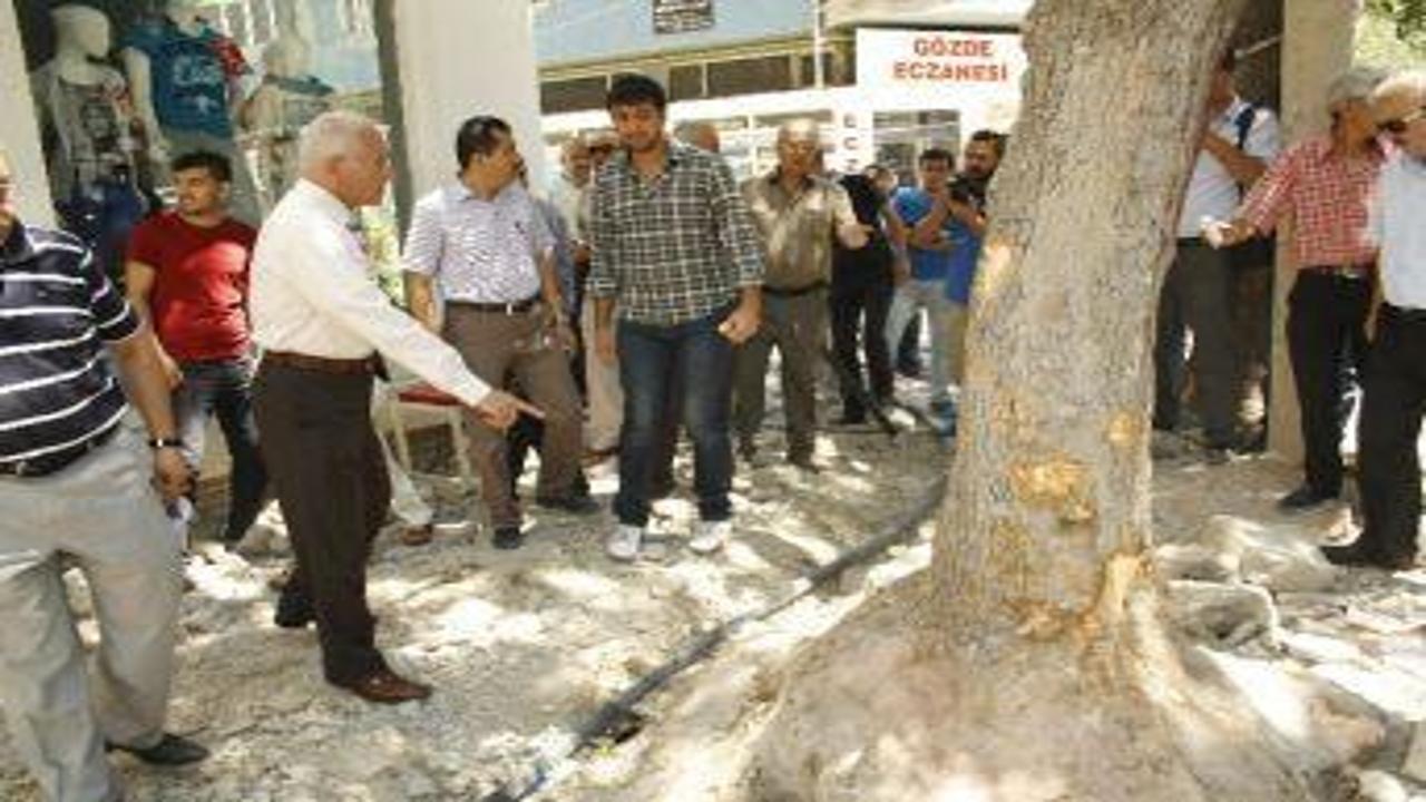Burdur'daki ağaç kesme tartışması