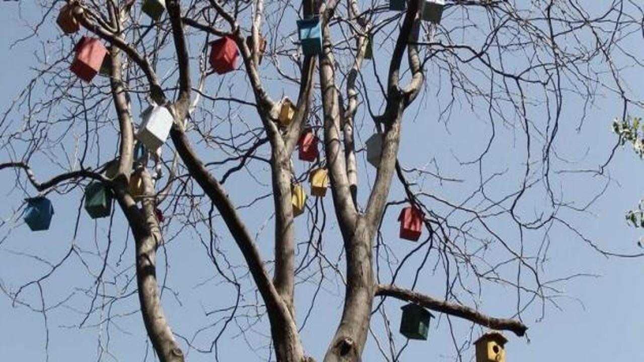 Şanlıurfa'da kuşlar için ağaçlara 3 bin yuva