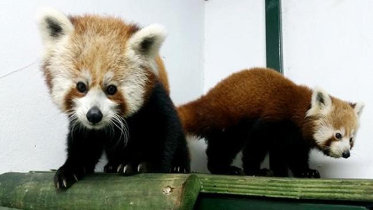 İşte Türkiye’nin ilk Kızıl Pandaları